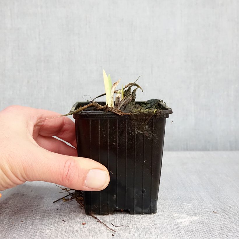 Spécimen de Hémérocalle Hot Wheels - Lis d'un jour type Spider Godet de 8/9 cm tel que livré en hiver