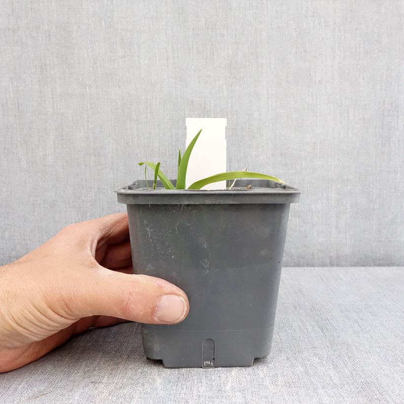 Hemerocallis In Excess - Emerocallide Vaso da 1L/1,5L esemplare consegnato in primavera