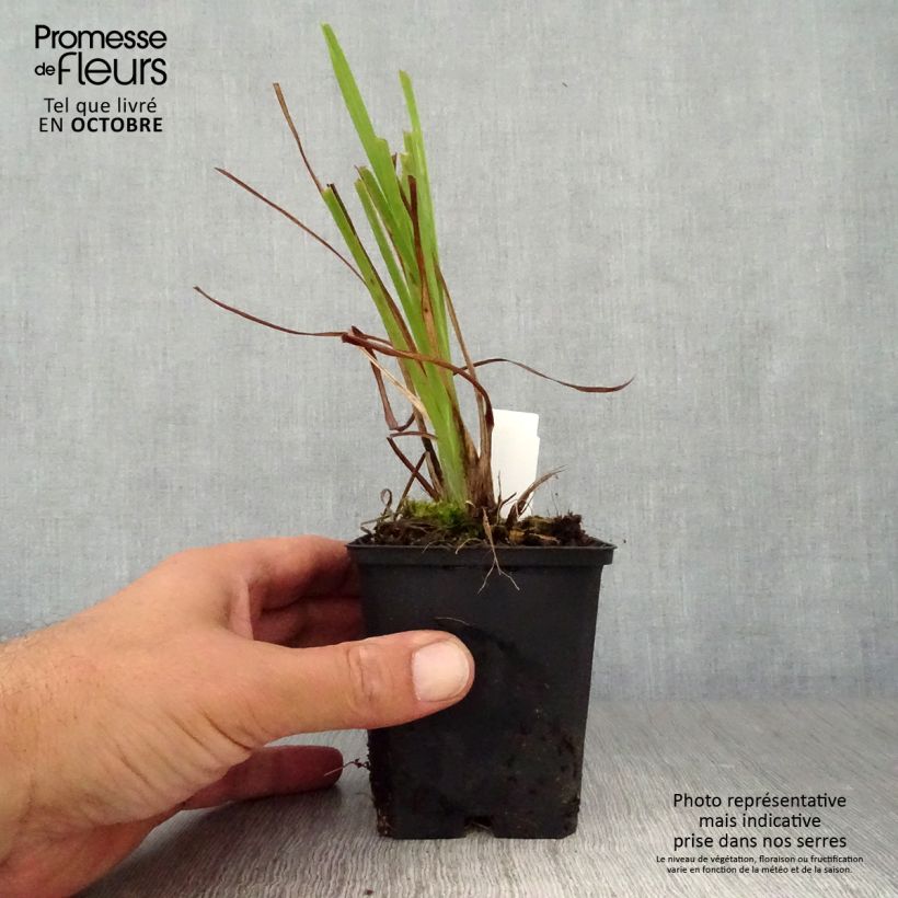 Spécimen de Hémérocalle lilioasphodelus - Lis d'un Jour Godet de 8/9 cm tel que livré en automne