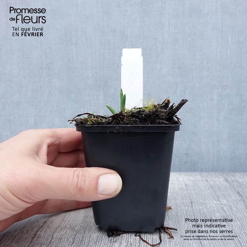 Spécimen de Hémérocalle Lullaby Baby - Lis d'un jour rose saumoné pâle Godet de 8/9 cm tel que livré en hiver