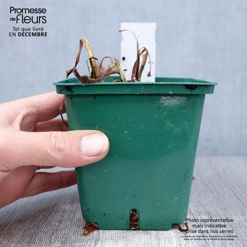 Spécimen de Hémérocalle Luxury Lace - Lis d'un Jour rose lilas pâle et crème Pot de 1L/1,5L tel que livré en hiver