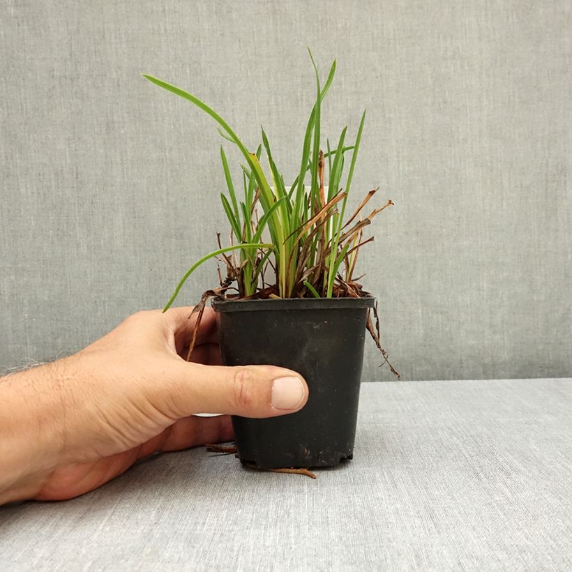 Spécimen de Hémérocalle Mauna Loa - Lis d'un jour orange Godet de 8/9 cm tel que livré en été