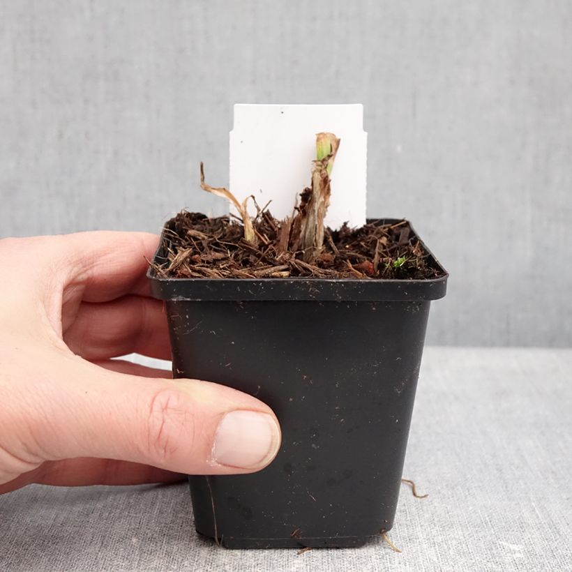 Spécimen de Hémérocalle Mauna Loa - Lis d'un jour orange Godet de 8/9 cm tel que livré en hiver