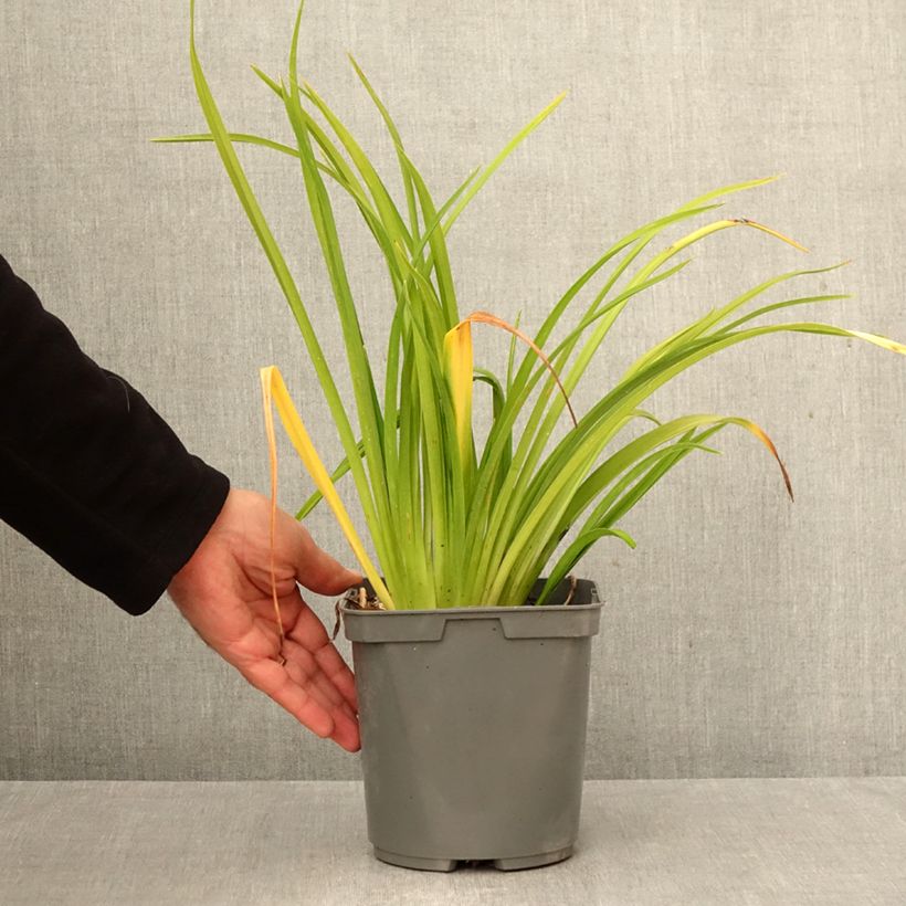 Spécimen de Hémérocalle Mauna Loa - Lis d'un jour orange Pot de 2L/3L tel que livré en automne