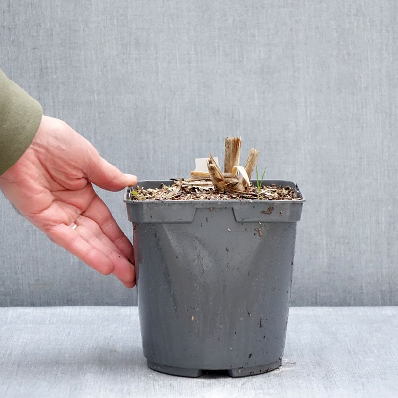 Spécimen de Hémérocalle Mauna Loa - Lis d'un jour orange Pot de 2L/3L tel que livré en hiver