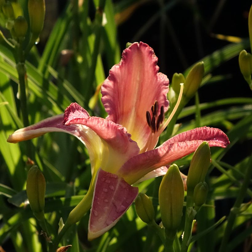 Hémérocalle Mildred Mitchell - Lis d'un Jour (Floraison)
