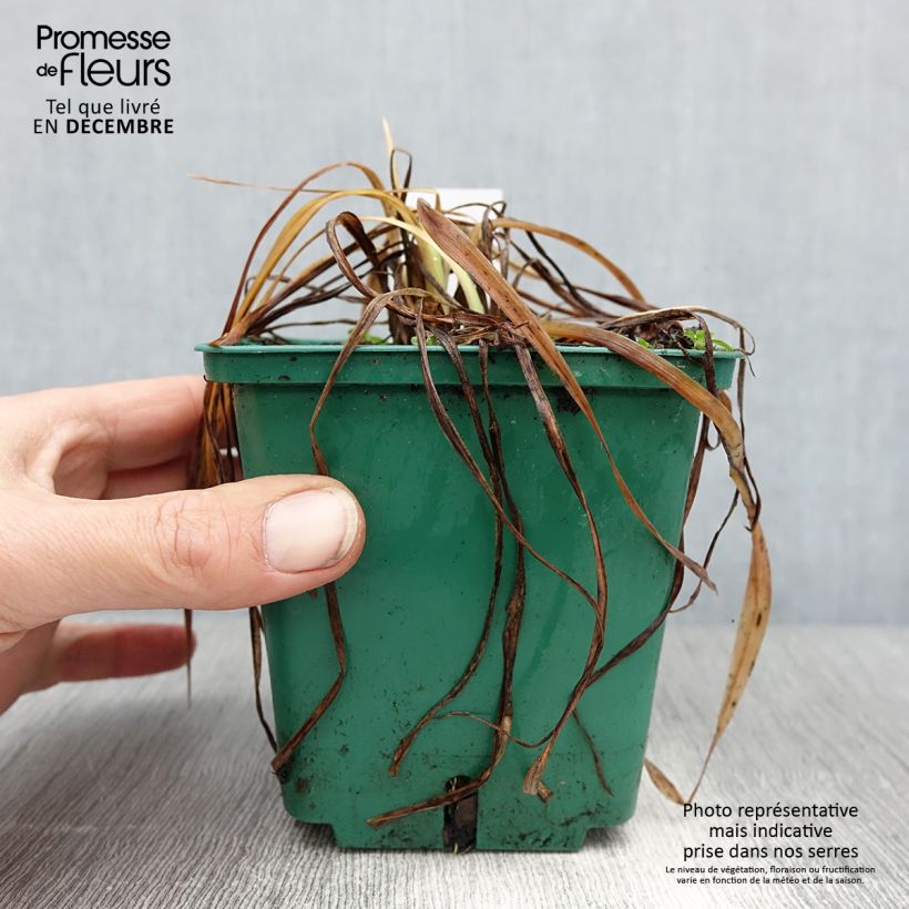 Spécimen de Hemerocalle Mini Stella - Lis d'un jour jaune vif Pot de 1L/1,5L tel que livré en hiver