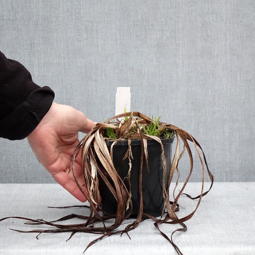 Spécimen de Hémérocalle Moonlight Masquerade - Lis d'un jour crème et pourpre Pot de 1,5L/2L tel que livré en hiver