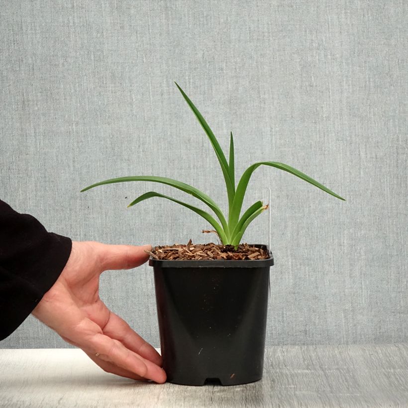 Amostra de Hemerocallis Moonlight Masquerade Vaso de 1,5 L/2 L tal como entregue na primavera