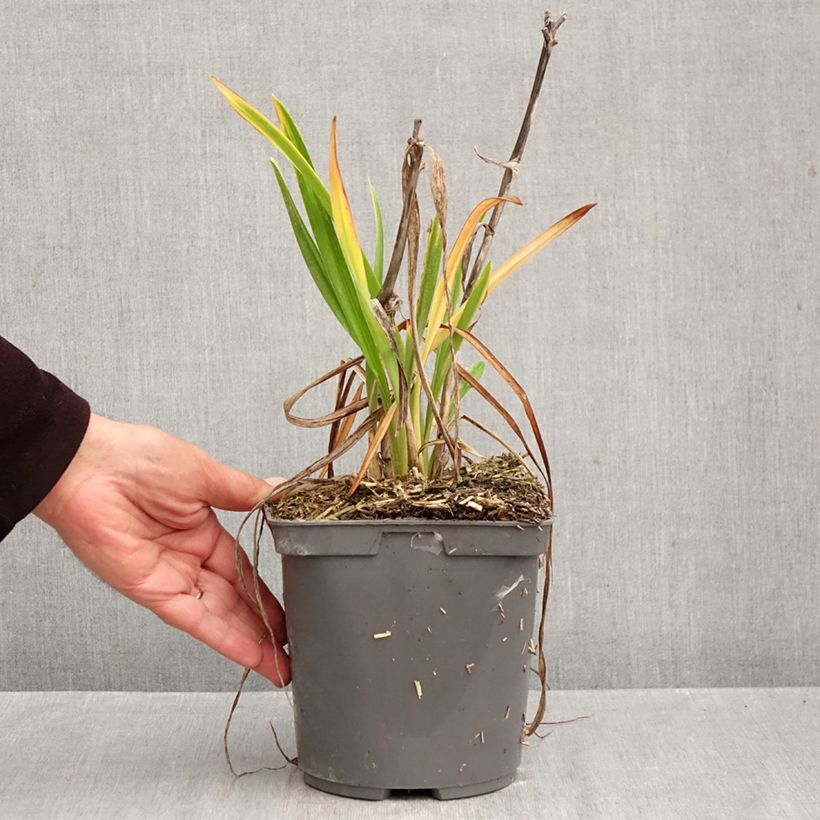 Spécimen de Hémérocalle On and On - Lis d'un jour rose Pot de 2L/3L tel que livré en automne