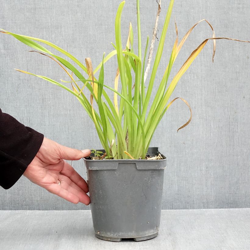 Spécimen de Hémérocalle ou hemerocallis Gentle Shepherd Pot de 2L/3L tel que livré en automne