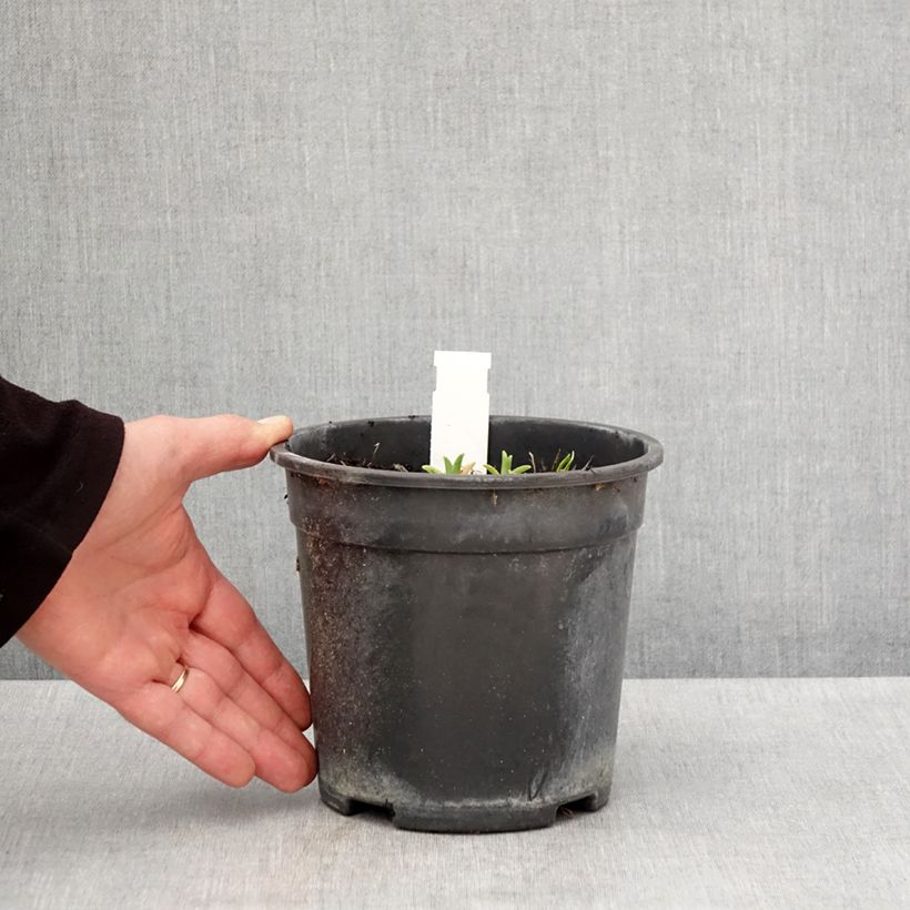 Spécimen de Hémérocalle Pardon Me - Lis d'un jour rouge sombre. Pot de 2L/3L tel que livré au printemps