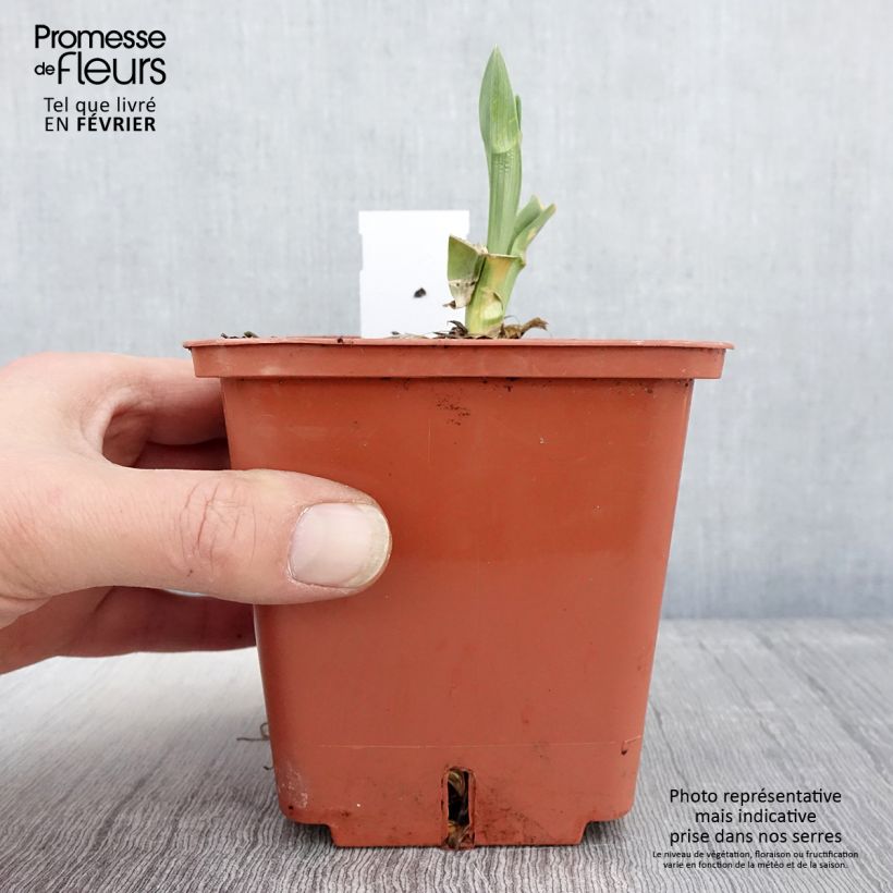 Spécimen de Hémérocalle Poogie Pot de 1L/1,5L tel que livré en hiver