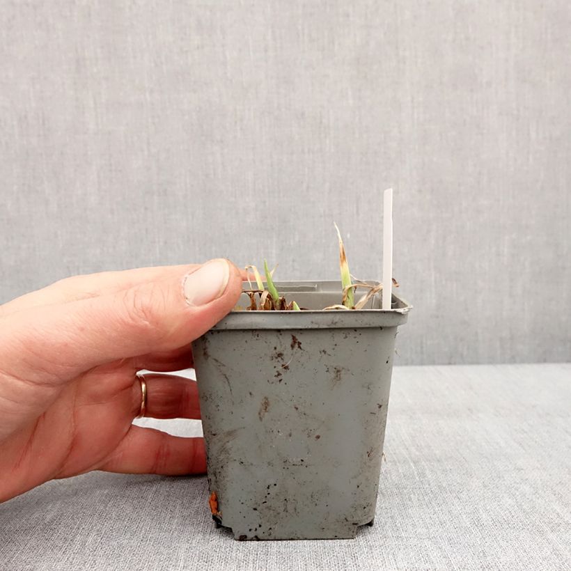 Spécimen de Hémérocalle Prairie Blue Eyes - Lis d'un jour rose lavande à oeil mauve-bleuté. Godet de 8/9 cm tel que livré en hiver