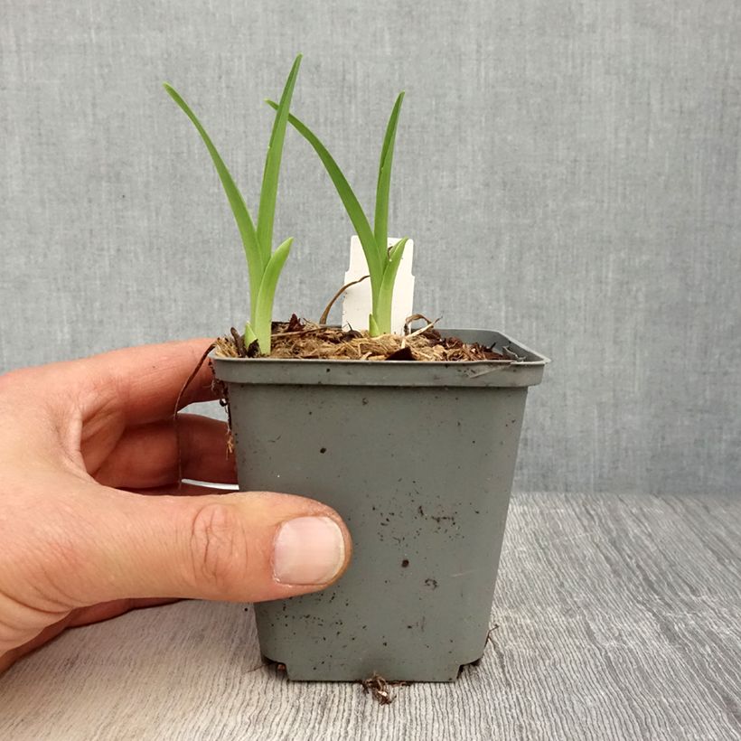 Hemerocallis Prairie Blue Eyes Maceta de 8/9 cm Ejemplar entregado en la primavera