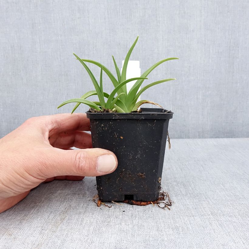 Spécimen de Hémérocalle Rapsberry Candy - Lis d'un jour jaune crème à oeil pourpre framboise Godet de 8/9 cm tel que livré au printemps