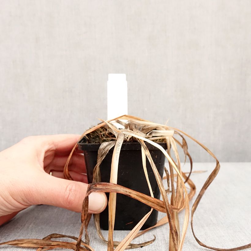 Spécimen de Hémérocalle Red Rum - Lis d'un jour rouge cerise clair. Godet de 8/9 cm tel que livré en hiver