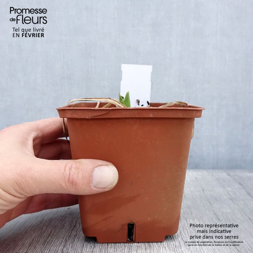 Spécimen de Hémérocalle Rose Corsage Pot de 1L/1,5L tel que livré en hiver