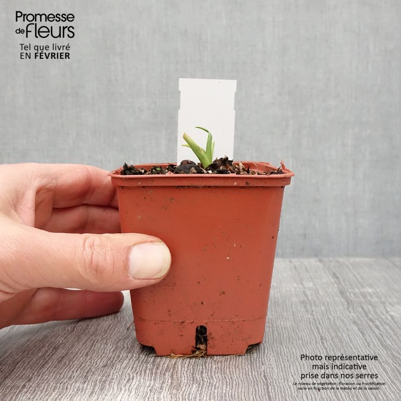 Spécimen de Hémérocalle Roswitha - Lis d'un jour Godet de 8/9 cm tel que livré en hiver
