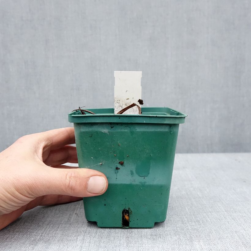 Spécimen de Hémérocalle Roswitha - Lis d'un jour Pot de 1,5L/2L tel que livré en hiver