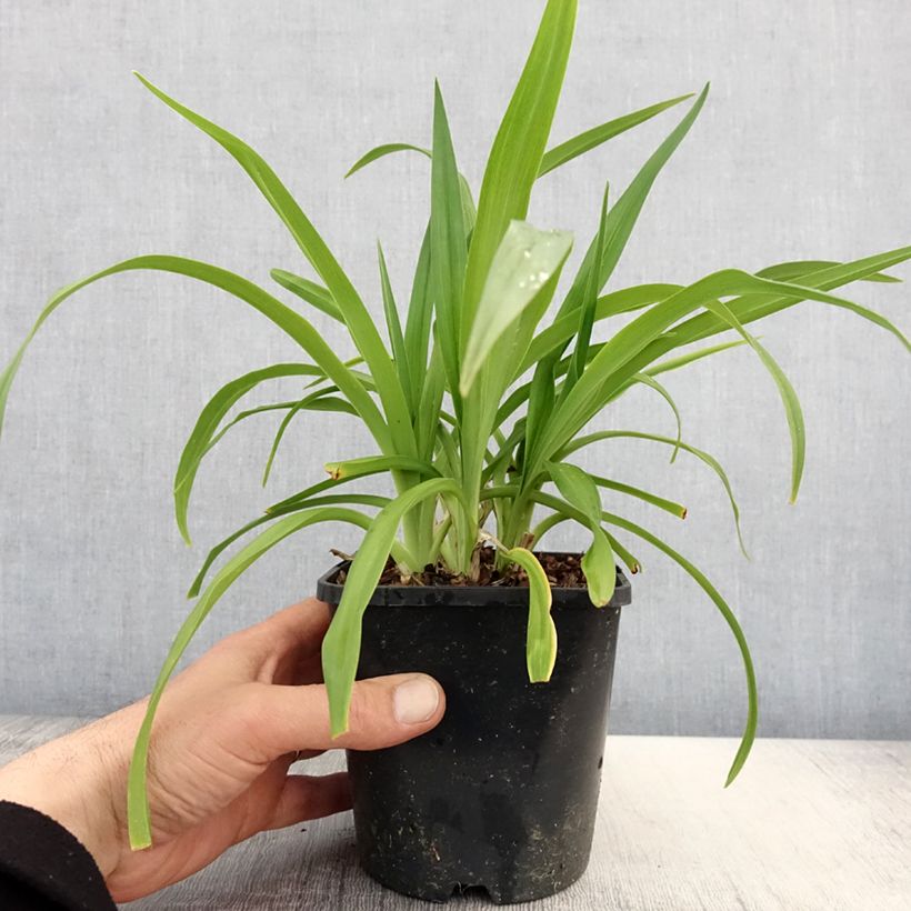 Hemerocallis Roswitha - Emerocallide Vaso da 1,5L/2L esemplare consegnato in primavera