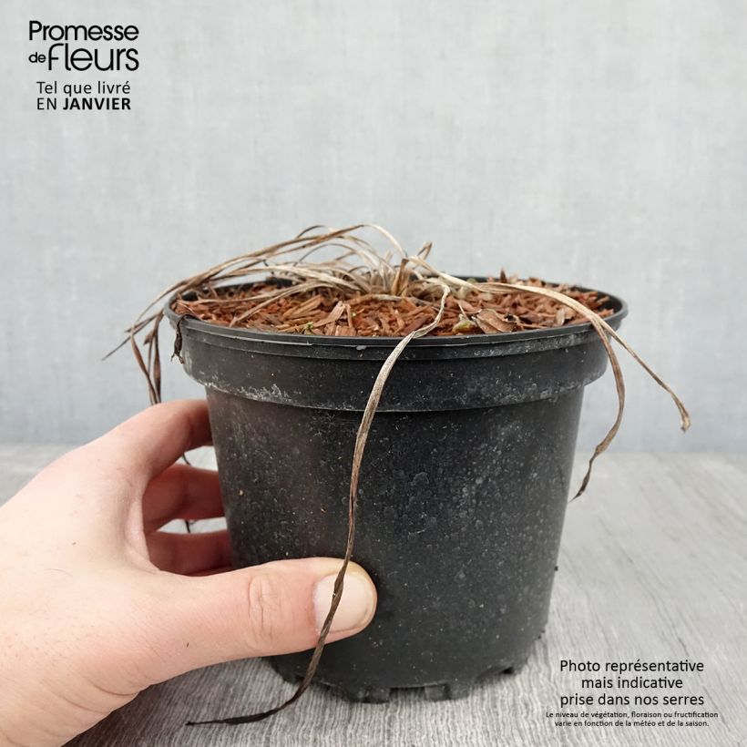 Spécimen de Hémérocalle Rosy Returns - Lis d'un jour vieux rose doux à oeil rose soutenu, gorge jaune. Pot de 2L/3L tel que livré en hiver