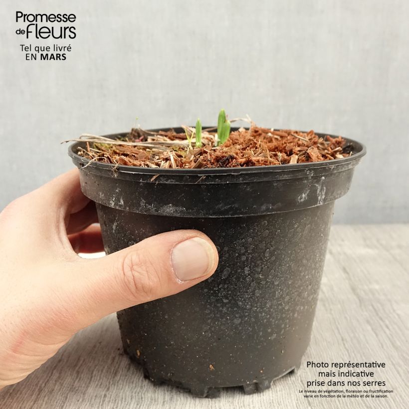 Hemerocallis Rosy Returns - Emerocallide Vaso da 2L/3L esemplare consegnato in primavera