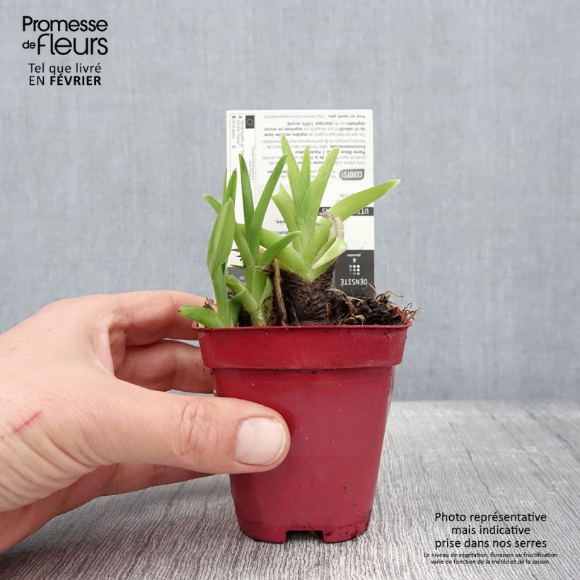 Spécimen de Hémérocalle Siloam Double Classic Godet de 8/9 cm tel que livré en hiver