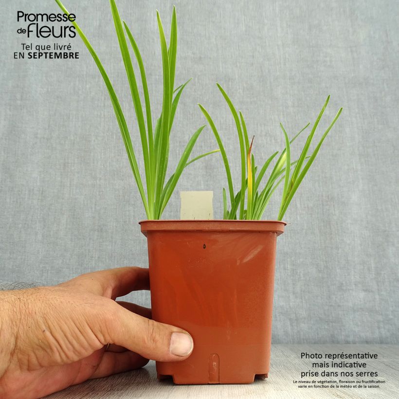 Spécimen de Hémérocalle Siloam Double Classic Pot de 1L/1,5L tel que livré en été