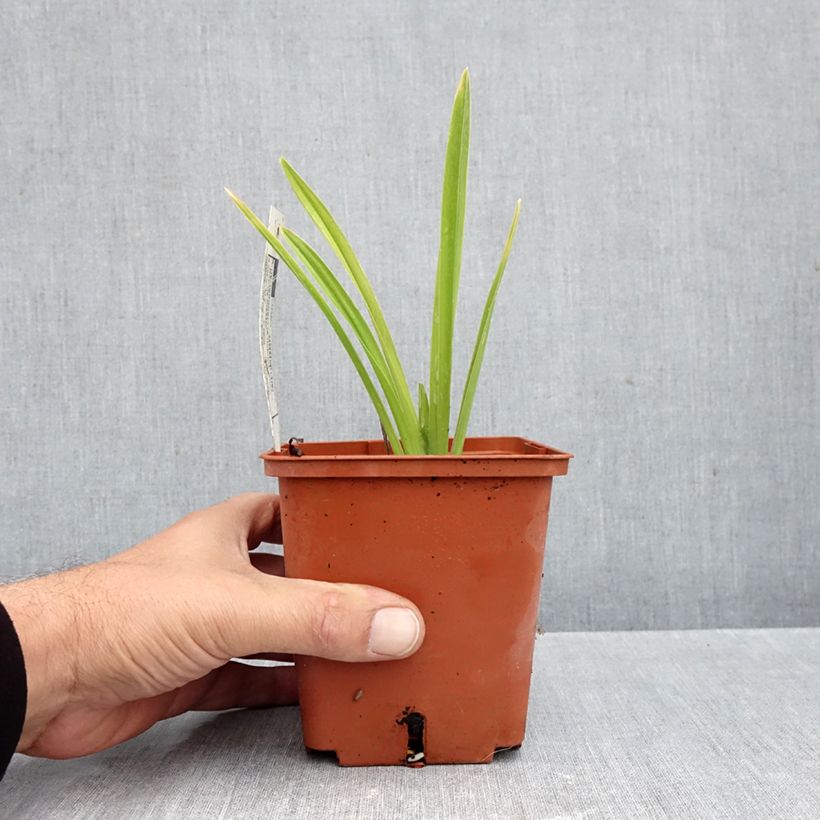 Spécimen de Hémérocalle Siloam Double Classic Pot de 1L/1,5L tel que livré en automne