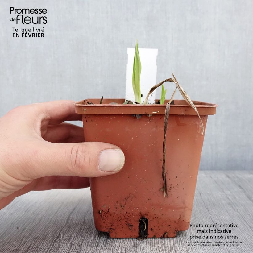 Spécimen de Hémérocalle Siloam Ribbon Candy - Lis d'un jour rose pourpré tendre et lie de vin. Pot de 1L/1,5L tel que livré en hiver