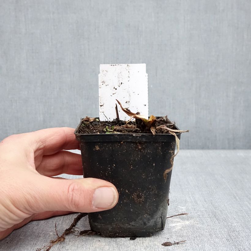 Spécimen de Hémérocalle Snowy Eyes - Lis d'un jour crème et pourpre Godet de 8/9 cm tel que livré en hiver