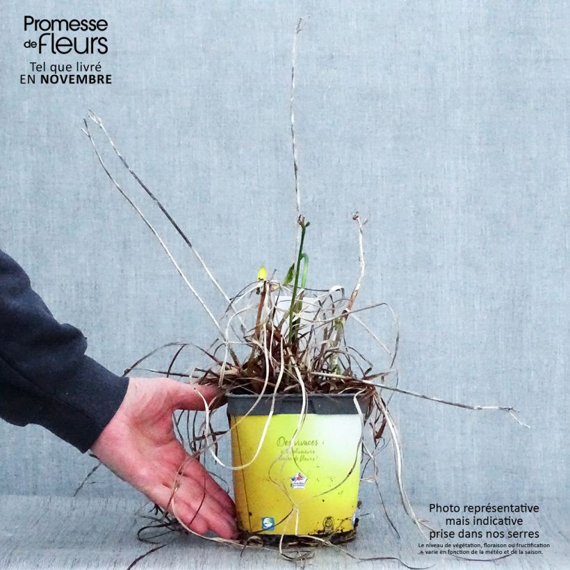 Spécimen de Hémérocalle Stella de Oro - Lis d'un Jour jaune Pot de 2L/3L tel que livré en automne