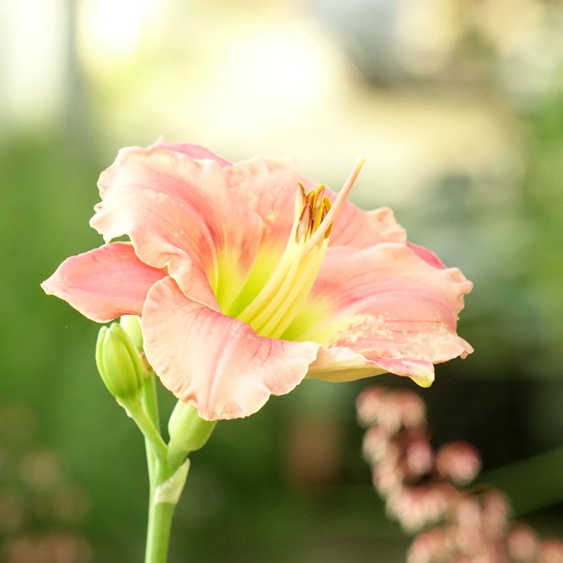 Hémérocalle Strawberry Candy - Lis d'un jour (Floraison)