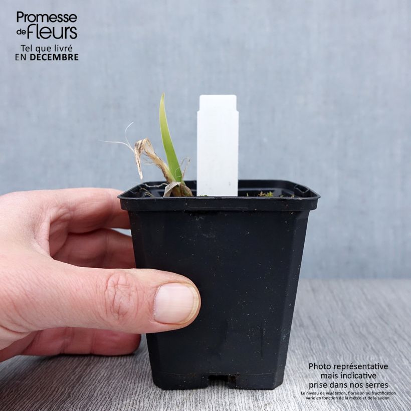 Spécimen de Hémérocalle Strawberry Swirl - Lis d'un jour Godet de 8/9 cm tel que livré en automne
