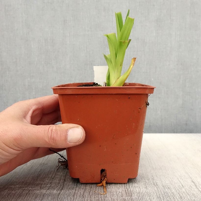 Spécimen de Hémérocalle Veins of Truth - Lis d'un jour Pot de 1L/1,5L tel que livré au printemps