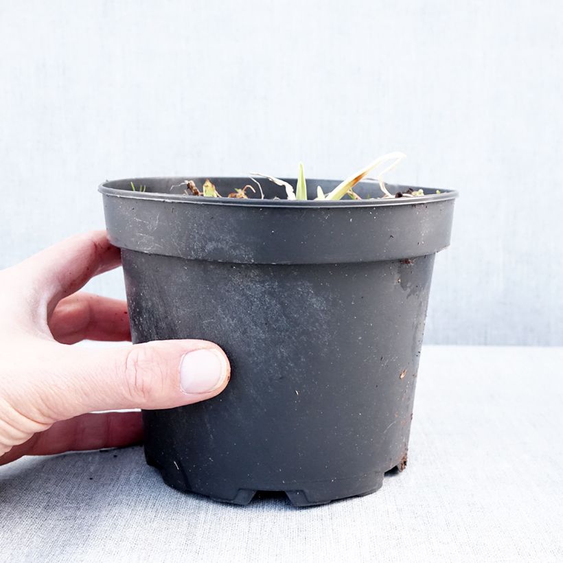 Hemerocallis White Temptation - Daylily 2L/3L pot sample as delivered in winter