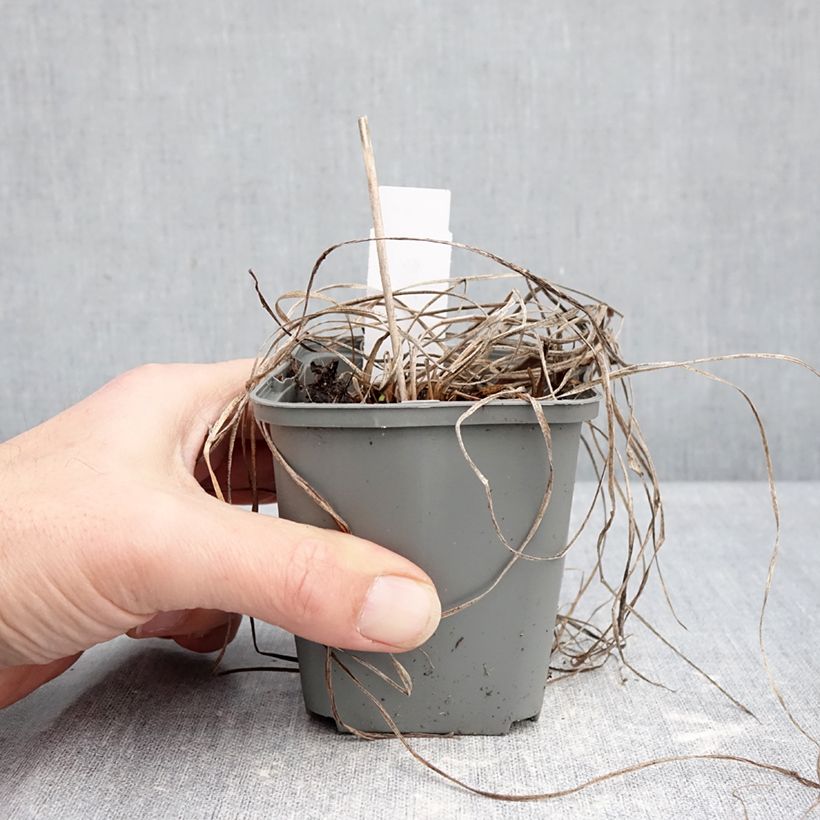 Spécimen de Hemerocallis Everydaylily Rose - Lis d'un jour  Godet de 8/9 cm tel que livré en hiver