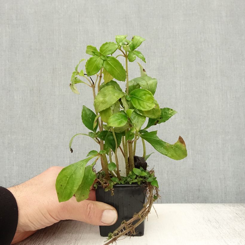 Spécimen de Hemiboea subcapitata Godet de 8/9 cm tel que livré en automne