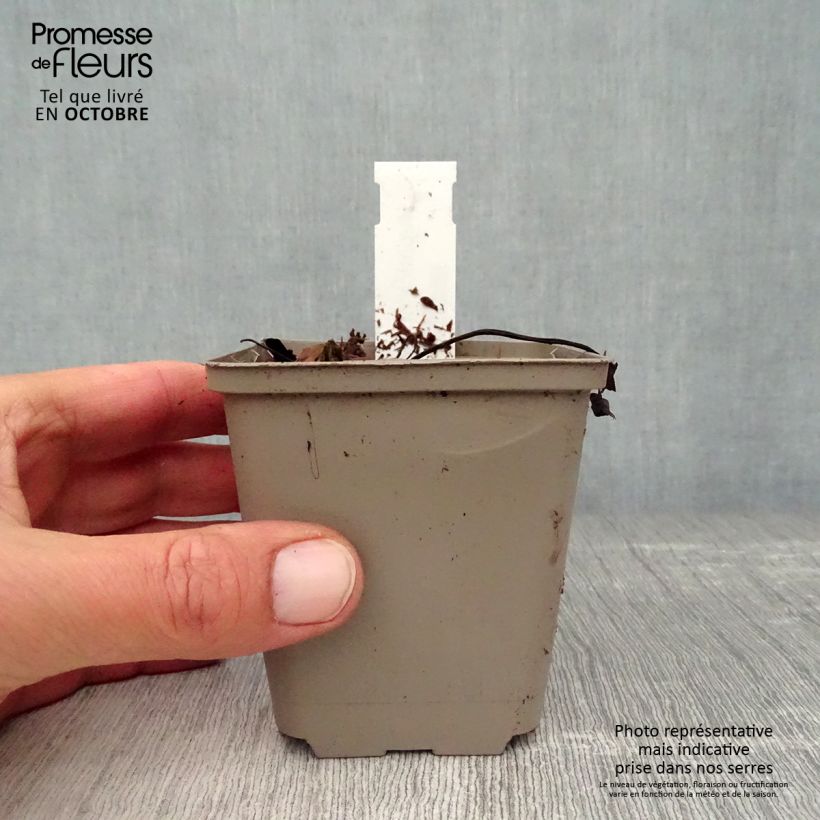 Spécimen de Hepatica nobilis - Anémone Hépatique Godet de 8/9 cm tel que livré en automne