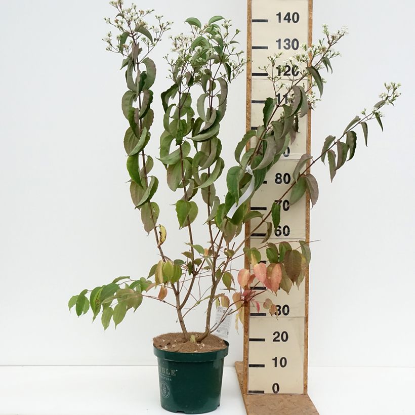 Spécimen de Heptacodium miconioides Pot de 7,5L/10L tel que livré en automne