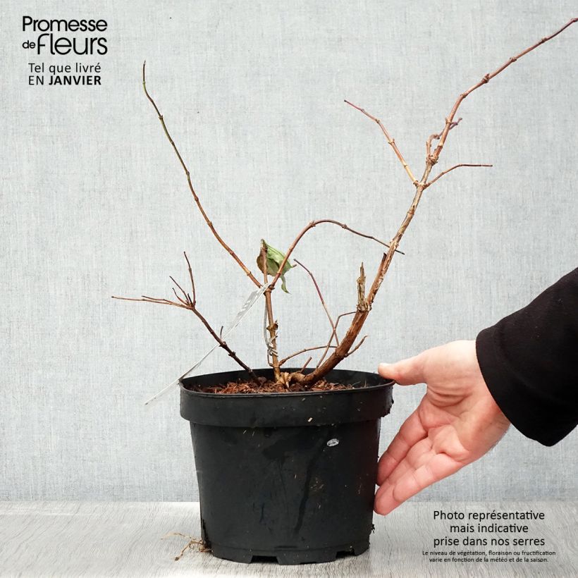 Spécimen de Heptacodium miconioides Tianshan - Arbre aux 7 fleurs Pot de 3L/4L tel que livré en hiver