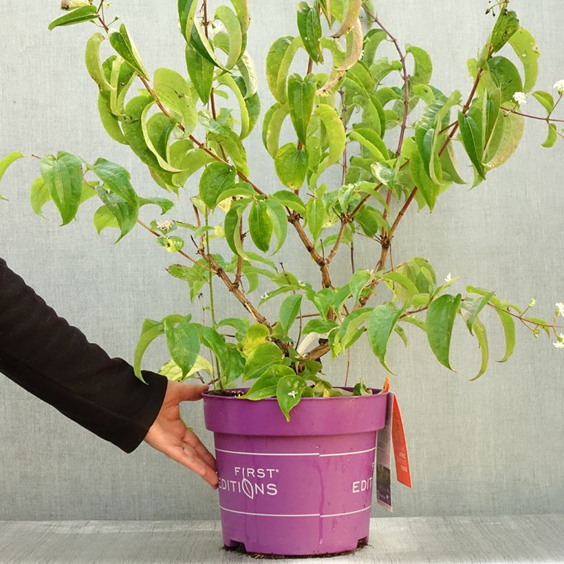 Spécimen de Heptacodium miconioides Tianshan - Arbre aux 7 fleurs Pot de 7,5L/10L tel que livré en automne