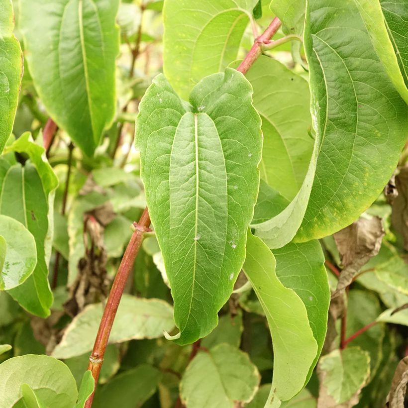 Heptacodium miconioides Tianshan - Arbre aux 7 fleurs (Feuillage)