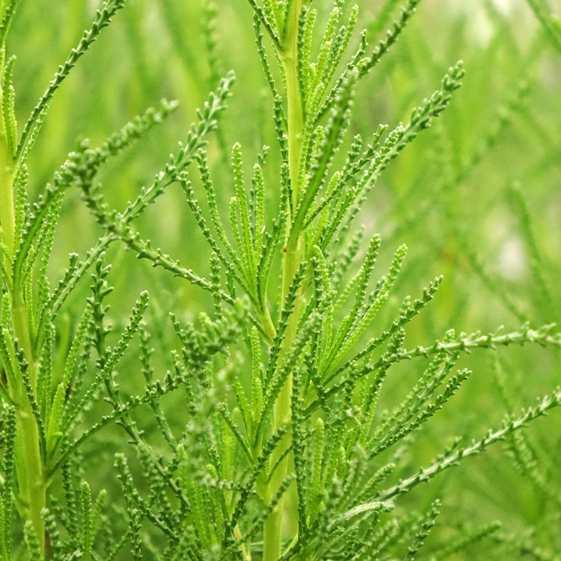 Herbe à olive - Santolina viridis (Feuillage)