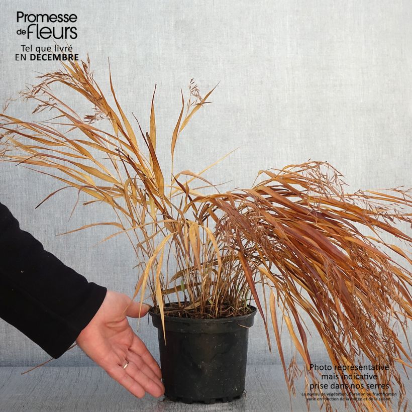 Spécimen de Herbe du Japon - Hakonechloa macra Albostriata Pot de 2L/3L tel que livré en automne