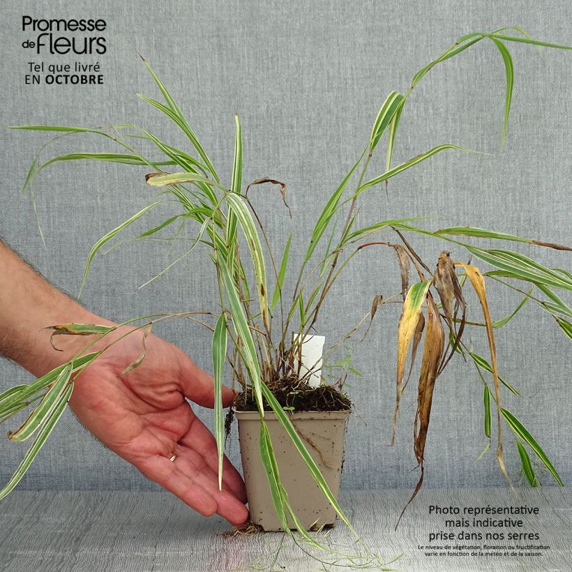 Spécimen de Herbe du Japon - Hakonechloa macra Albostriata Godet de 8/9 cm tel que livré en automne