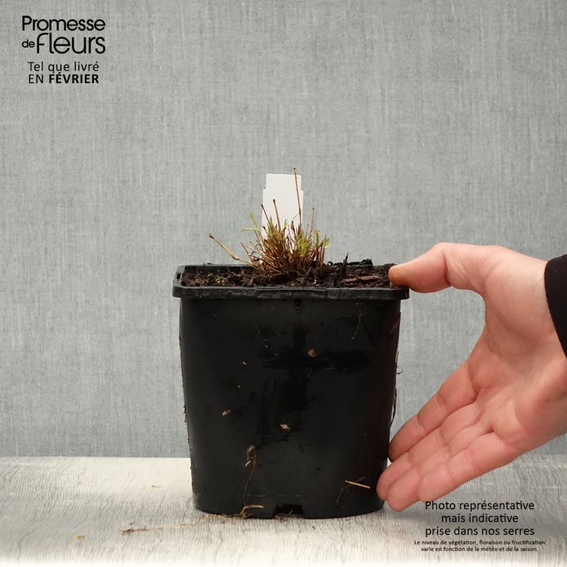 Spécimen de Herbe du Japon - Hakonechloa macra All Gold Pot de 2L/3L tel que livré en hiver