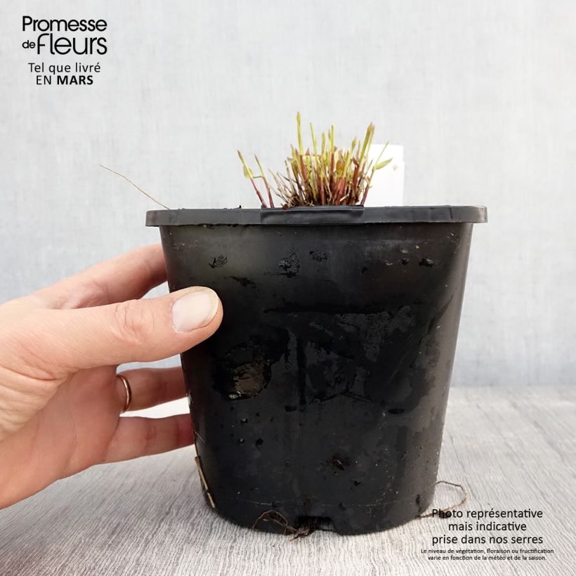 Spécimen de Herbe du Japon - Hakonechloa macra All Gold Pot de 2L/3L tel que livré au printemps