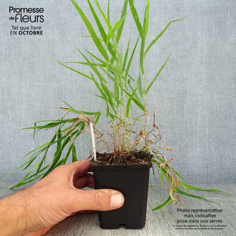 Spécimen de Herbe du Japon - Hakonechloa macra Godet de 8/9 cm tel que livré en automne